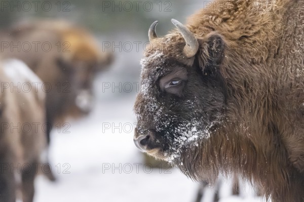 European bison (Bison bonasus) or Wisent portrait in winter, snow, Bavaria, Germany