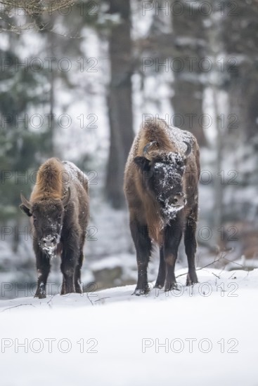 European bison (Bison bonasus) or Wisent standing on a meadow next to the forest in winter, snow, Bavaria, Germany