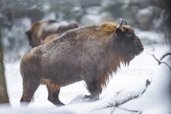 European bison (Bison bonasus) or Wisent walking on a meadow next to the forest in winter, snow, Bavaria, Germany
