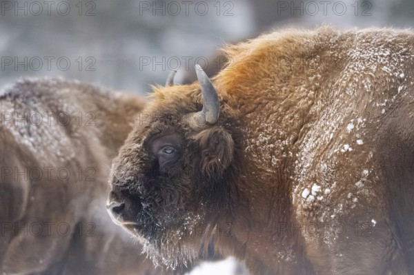 European bison (Bison bonasus) or Wisent portrait in winter, snow, Bavaria, Germany