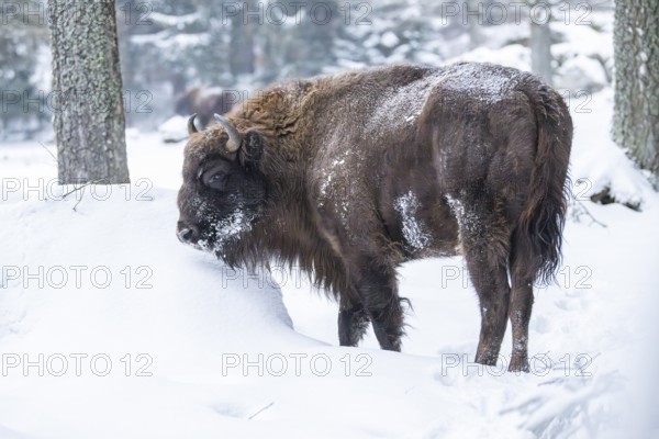 European bison (Bison bonasus) or Wisent standing on a meadow next to the forest in winter, snow, Bavaria, Germany