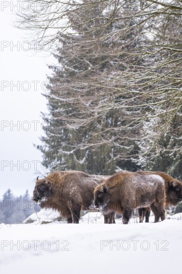European bison (Bison bonasus) or Wisent standing on a meadow next to the forest in winter, snow, Bavaria, Germany