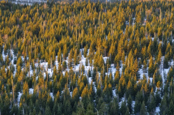 Norway spruce (Picea abies) trees and dead tree trunks from an aerial perspective at sunrise in winter, mount Lusen, Bavarian Forest, Bavaria, Germany