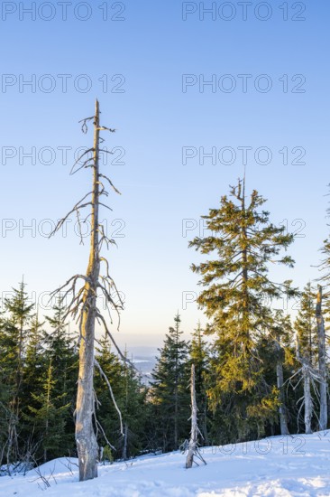 View from Mount Lusen over the hills of the bavarian forest at sunrise in winter, Bavaria, Germany