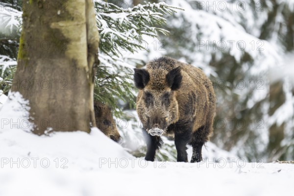 Wild boar (Sus scrofa) standing in a forest in winter, snow, Bavaria, Germany