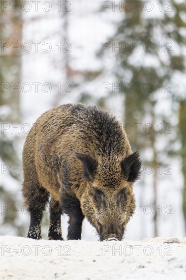 Wild boar (Sus scrofa) standing in a forest in winter, snow, Bavaria, Germany