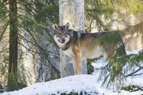 European gray wolf (Canis lupus lupus) standing in a forest in winter, snow, Bavaria, Germany