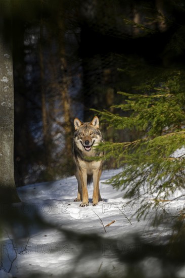 European gray wolf (Canis lupus lupus) standing in a forest in winter, snow, Bavaria, Germany