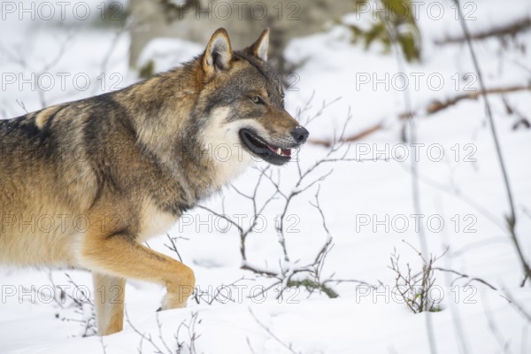 European gray wolf (Canis lupus lupus) walking in a forest in winter, snow, Bavaria, Germany