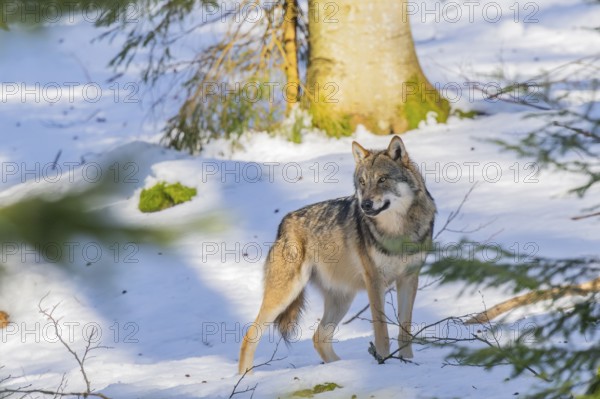 European gray wolf (Canis lupus lupus) standing in a forest in winter, snow, Bavaria, Germany