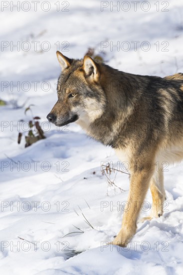 European gray wolf (Canis lupus lupus) standing in a forest in winter, snow, Bavaria, Germany