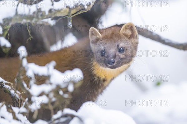 European pine marten (Martes martes) standing in the snow in winter, National Park Bavarian Forest, Bavaria, Germany