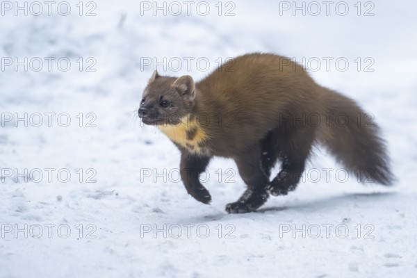European pine marten (Martes martes) running in the snow in winter, National Park Bavarian Forest, Bavaria, Germany
