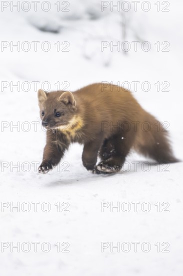 European pine marten (Martes martes) running in the snow in winter, National Park Bavarian Forest, Bavaria, Germany