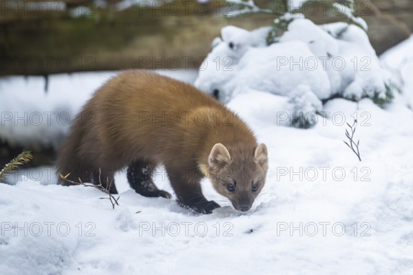 European pine marten (Martes martes) standing in the snow in winter, National Park Bavarian Forest, Bavaria, Germany