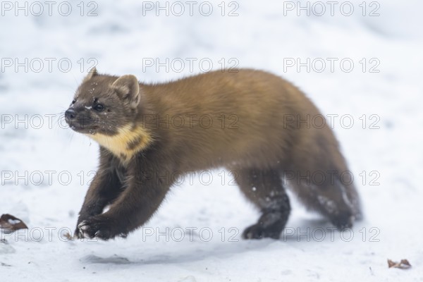 European pine marten (Martes martes) running in the snow in winter, National Park Bavarian Forest, Bavaria, Germany