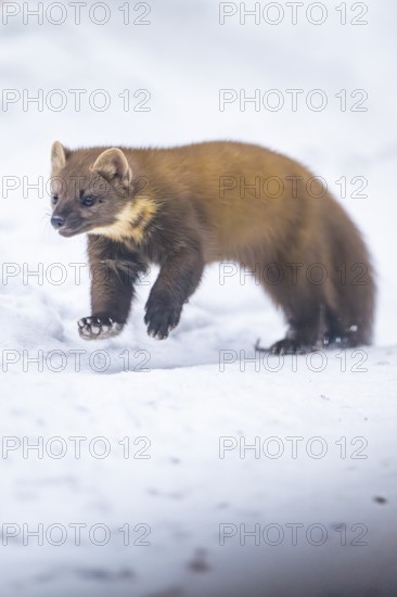 European pine marten (Martes martes) running in the snow in winter, National Park Bavarian Forest, Bavaria, Germany