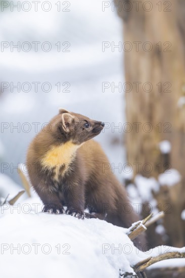 European pine marten (Martes martes) standing in the snow in winter, National Park Bavarian Forest, Bavaria, Germany