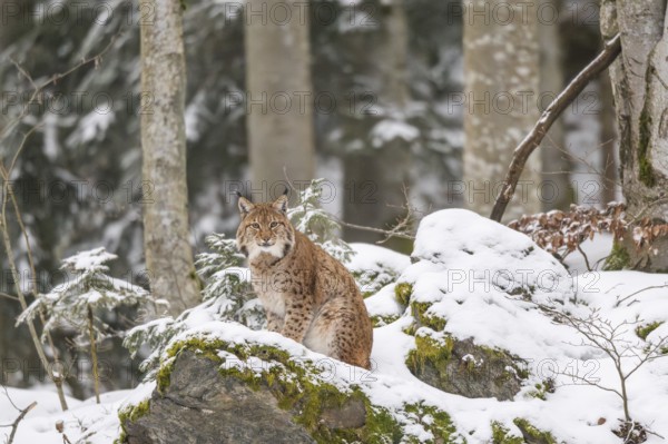 Eurasian lynx (Lynx lynx) sitting in a forest in winter, snow, Bavaria, Germany