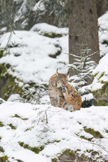 Eurasian lynx (Lynx lynx) sitting in a forest in winter, snow, Bavaria, Germany