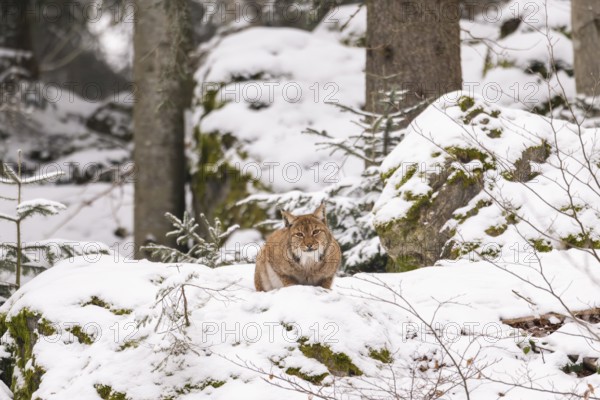 Eurasian lynx (Lynx lynx) lying in a forest in winter, snow, Bavaria, Germany