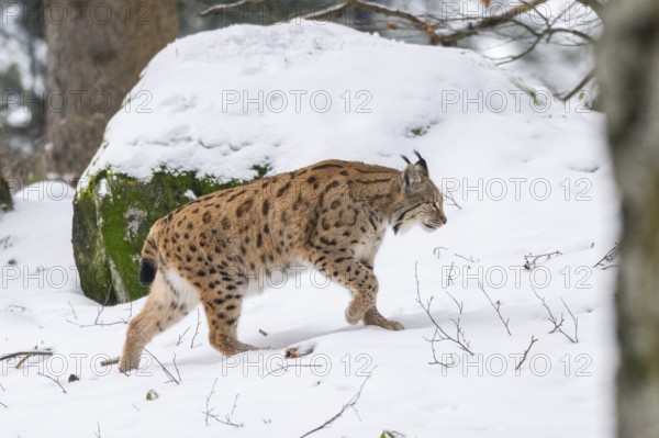 Eurasian lynx (Lynx lynx) walking in a forest in winter, snow, Bavaria, Germany
