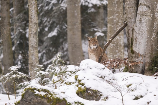 Eurasian lynx (Lynx lynx) sitting in a forest in winter, snow, Bavaria, Germany