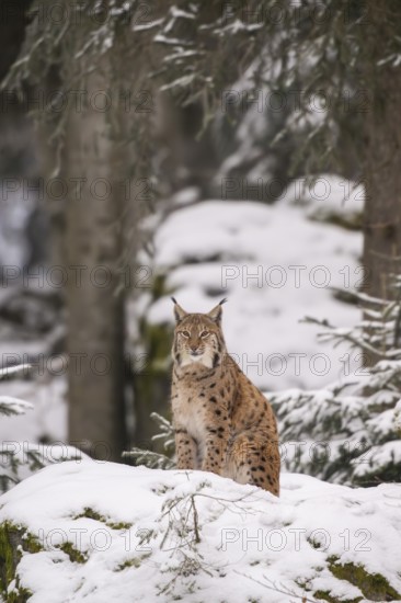 Eurasian lynx (Lynx lynx) sitting in a forest in winter, snow, Bavaria, Germany