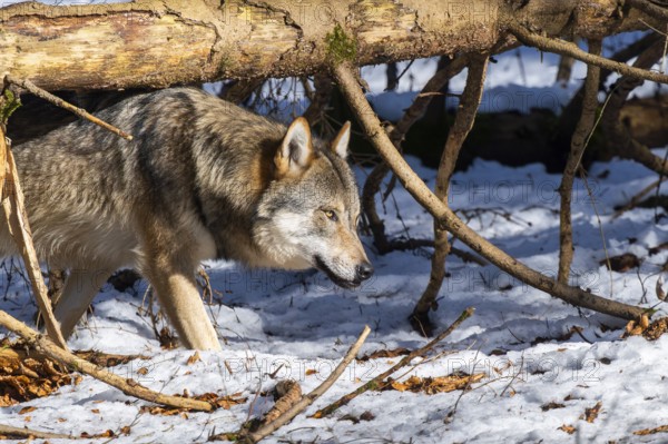 European gray wolf (Canis lupus lupus) walking in a forest in winter, snow, Bavaria, Germany