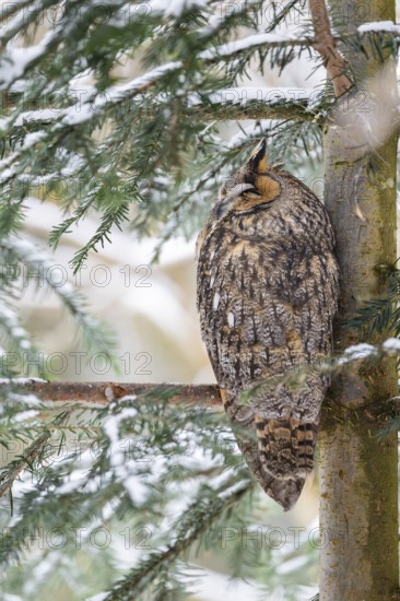 Long-eared owl (Asio otus) sitting on a branch in winter, National Park Bavarian Forest, Bavaria, Germany