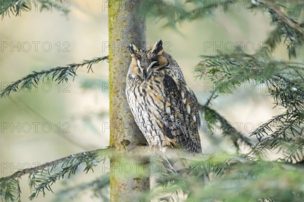 Long-eared owl (Asio otus) sitting on a branch in winter, National Park Bavarian Forest, Bavaria, Germany