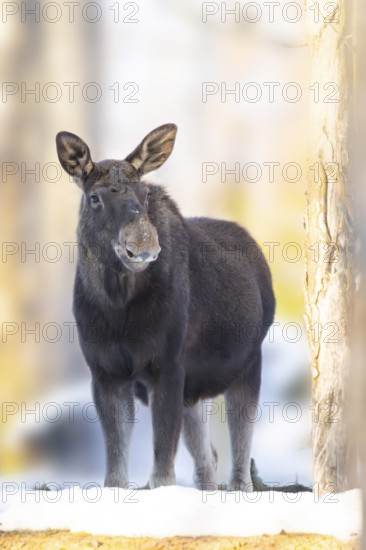 European elk (Alces alces) in a forest in winter, portrait, snow, Bavaria, Germany