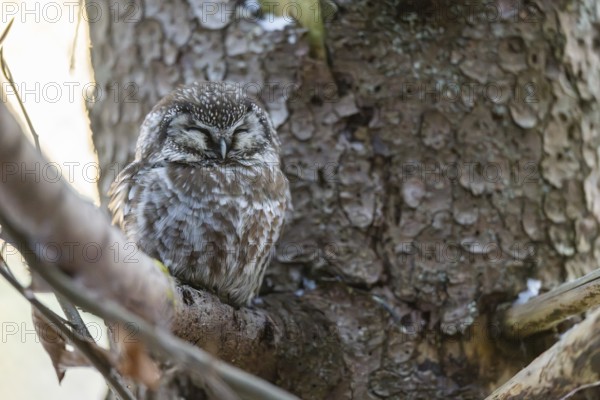 Great Horned Owl (Aegolius funereus) sitting on a branch in winter, National Park Bavarian Forest, Bavaria, Germany