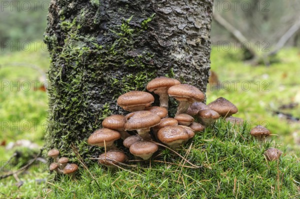 Hallimash (Armillaria ostoyae), Emsland, Lower Saxony, Germany