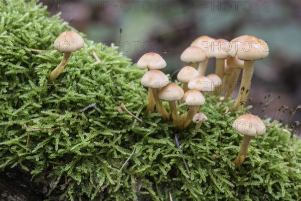 Sulphur Tuft (Hypholoma fasciculare), Emsland, Lower Saxony, Germany