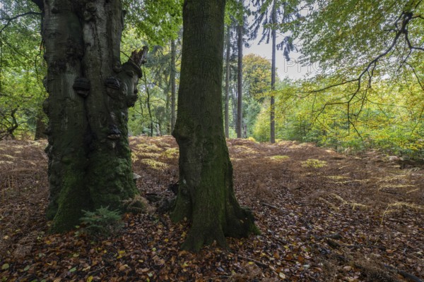 Old red beech (Fagus sylvatica) and eagle fern (Pteridium aquilinum), Emsland, Lower Saxony, Germany