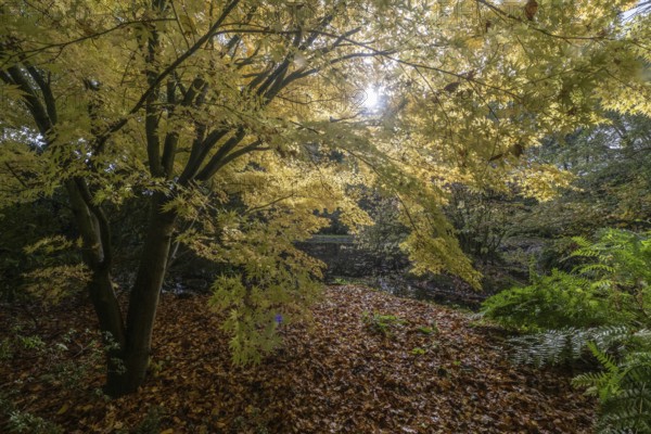 Japanese Japanese maple (Acer palmatum Sangu-Kaku) in autumn leaves, Emsland, Lower Saxony, Germany