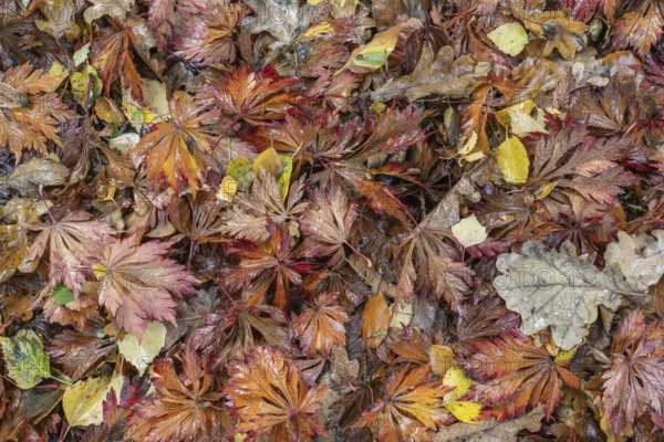 Falllaub, Emsland, Lower Saxony, Germany