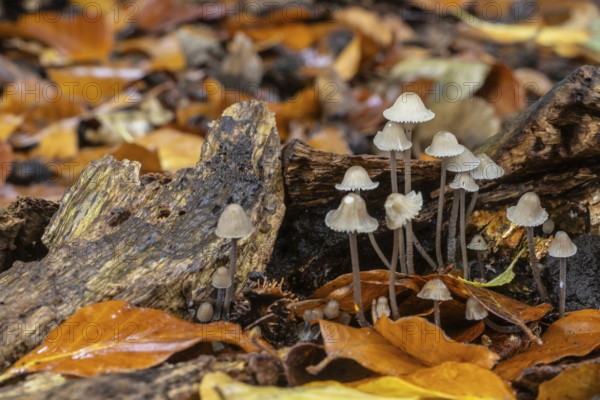 Helmlinge (Mycena), Emsland, Lower Saxony, Germany