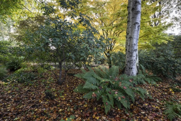 Fern (Polystichum), Birch (Betula pendula), Rhododendron (Rhododendron) and Japanese Maple (Acer palmatum Sangu-Kaku) in an autumn garden, Emsland, Lower Saxony, Germany