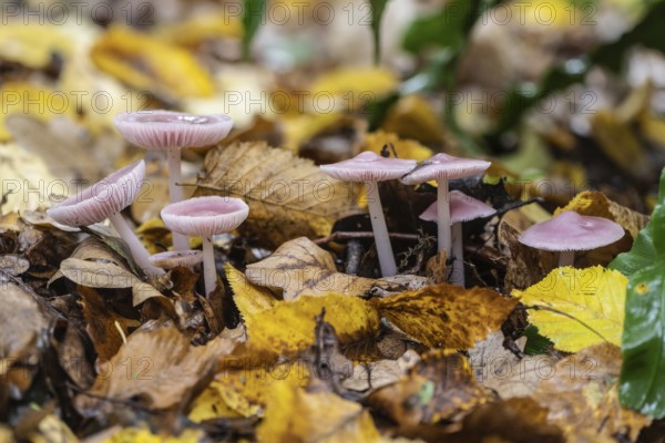Dwarf paint funnels (Laccaria tortilis), Emsland, Lower Saxony, Germany