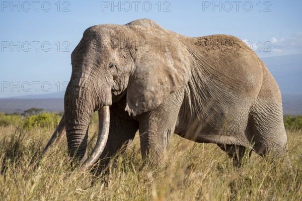 African elephant (Loxodonta africana) the famous Super Tusker elephant Craig, old male with long tusks, Kajiado County, Kenya