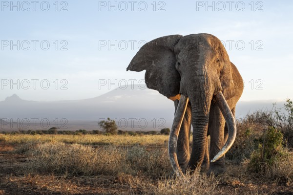 African elephant (Loxodonta africana), the famous Super Tusker elephant Craig, old male with long tusks, in picturesque landscape with the summit of Mount Kilimanjaro, in atmospheric evening light, Kajiado County, Kenya