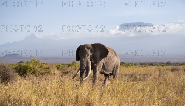 African elephant (Loxodonta africana) in picturesque landscape with the summit of Mount Kilimanjaro, old male with long tusks, in atmospheric evening light, Kajiado County, Kenya