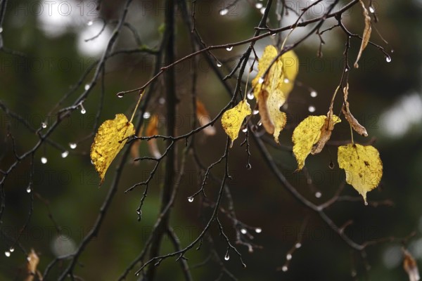 Autumn leaves with raindrops, Germany