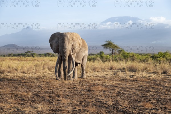 African elephant (Loxodonta africana) in picturesque landscape with the summit of Mount Kilimanjaro, the famous Super Tusker elephant Craig, old male with long tusks, in the evening light, Kajiado County, Kenya