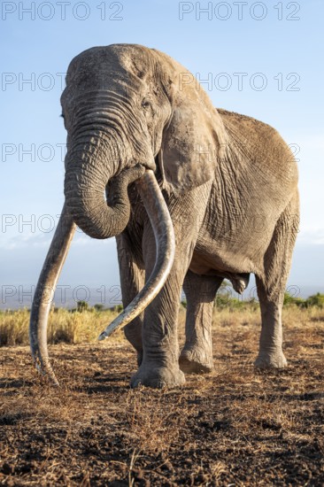 African elephant (Loxodonta africana), the famous Super Tusker elephant Craig, old male with long tusks, in the evening light, Kajiado County, Kenya
