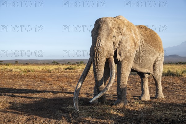 African elephant (Loxodonta africana), the famous Super Tusker elephant Craig, old male with long tusks, in the evening light, Kajiado County, Kenya