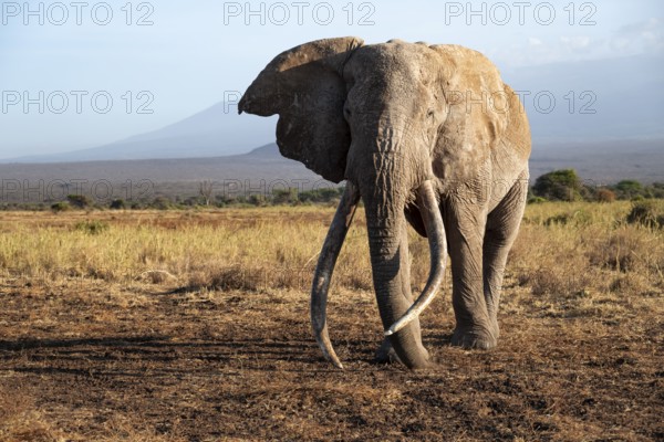 African elephant (Loxodonta africana) the famous Super Tusker elephant Craig, old male with long tusks, in the evening light, Kajiado County, Kenya