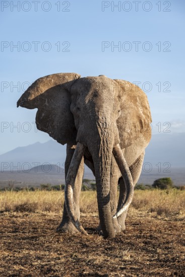 African elephant (Loxodonta africana) the famous Super Tusker elephant Craig, old male with long tusks, in the evening light, Kajiado County, Kenya